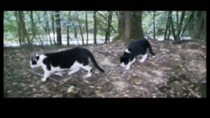 Cats in the forest